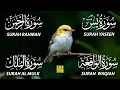 Magical Recitation Surah Yaseen (Yasin) | Surah Rahman | Surah Waqiah | Surah Mulk EP123