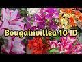 Download Lagu 10 Bougainvillea Varieties With Names/ IDs