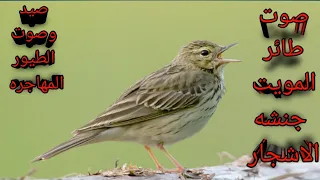 أقوى صوت لطائر المويت  جنشه الاشجار  دندنها