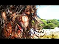 Bibio - Lovers' Carvings