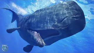 Download SPERM WHALE ─ The Killer of Killer Whales! Sperm Whale vs orca MP3