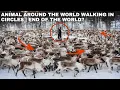 THE TRUTH About Animals Walking In Circles THEY Trialled YOUR MINDS