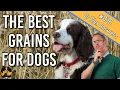 Can Dogs Eat Grains what are the best grains to feed them - Dog Health Vet Advice