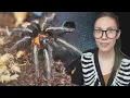 Download Lagu She keeps BOLTING!.. Cupie the Cutest Tarantula gets Upgraded! (C elegans - Heart Butt Spider)