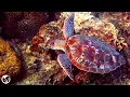 Beautiful relaxing music 🌿 Peaceful underwater world 🌿 Peaceful sleep