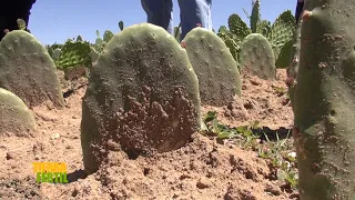 Tierra Fertil Tv-Produccion de nopal 28 01 23