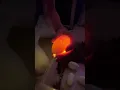 Candling ball python eggs Great view of the