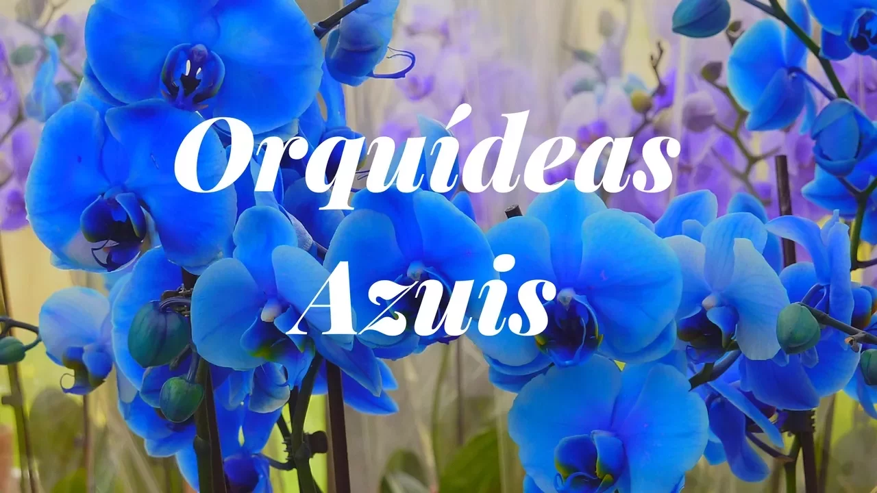 COMO CUIDAR DE ORQUÍDEAS AZUL APRENDA MAIS NESSE VÍDEO