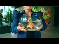 Tainy, J Balvin - Agua (Music From "Sponge On The Run" Movie/Official Video)