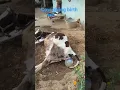 Download Lagu Cow giving birth normal process