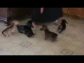 Dachshund Puppies For Sale