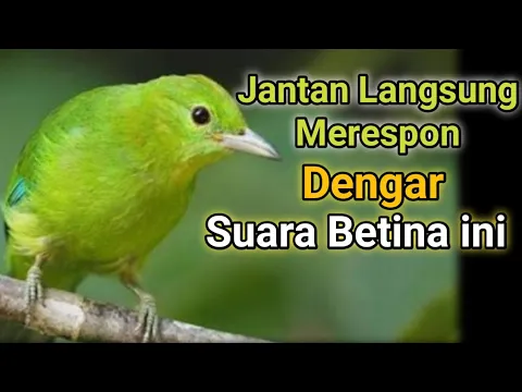 Suara Cucak Ijo Mini Betina Untuk Pancingan Jantan Cepat Gacor