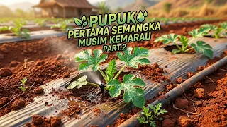 PUPUK PERTAMA SEMANGKA DI MUSIM KEMARAU PART 2