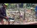 Download Lagu membelah pohon glugu yang sangat tua sekali kerasanya kaya besi‼️