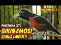 Download Lagu KOLIBRI NINJA GACOR FULL BONGKAR MATERI ROLL TEMBAK !! MASTERAN KONIN BAHAN FULL TEMBAKAN MEWAH