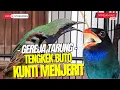 Download Lagu MASTERAN VIRAL DI GANTANGAN! GEREJA TARUNG - TENGKEK BUTO - CUNGKOK MENJERIT - BIKIN BURUNG JUWARA
