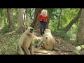 Download Lagu I Wore This Mask and Went Among Monkeys – See What They Did!