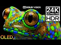 The Infinite Black 24K R 120FPS OLED Animal Demo Dolby Vision