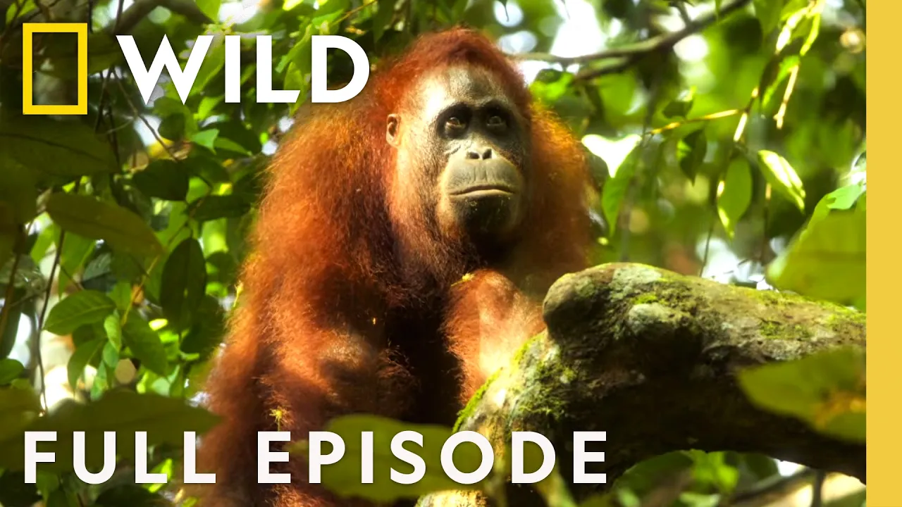 Orangutan on the Edge (Full Episode) | Mission Critical | Nat Geo Animals: video thumbnail