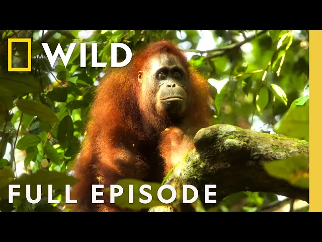 Video: Orangutan on the Edge (Full Episode) | Mission Critical | Nat Geo Animals