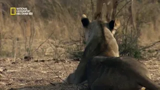 صراع الحيوانات المفترسه  صراع الحيوانات المفترسه