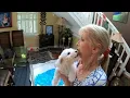 Florida woman rescues more than 300 poodles in 16 years