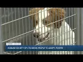 Humane Society of Central Texas reaches capacity waives adoption fees