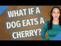 What if a dog eats a cherry