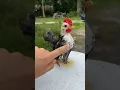 Download Lagu Serama #farmlife #animals #cute #poultry_business #chicken #serama #baby #MalaysianSramas #pets