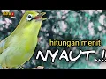 Download Lagu CIAK CIAK JOSS KECIAL KUNING AMPUH||PANCINGAN KECIAL MALAS BUNYI||