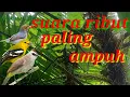 Download Lagu suara burung ribut anti zonk || suara trucuk ribut