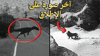 آخر   صور الت قطت لحيوانات منقرضة دندنها