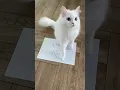 Download Lagu tic tak toe with cat # white cute 🐱# shorts💞