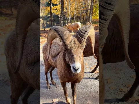 A day at Parc Omega π¦π₯ #dayinmylife #vlog #diml #lifestyle #animals #cuteanimals #shorts
