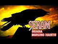 Download Lagu SUARA BURUNG GAGAK PALING SERAM || anak kecil di jamin langsung tidur, suara burung menyeramkan