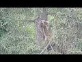 Download Lagu 128 Grazer Decides It's Time for Another Tree Nap - June 27, 2025 (explore.org)