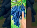 Download Lagu Plant This Beautiful Grape  Moon Drops Variety #satisfying #shot