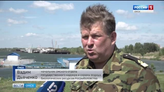 В Омской области началось зарыбление водоемов мальками осетровых