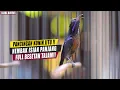 Download Lagu SUARA BURUNG |15| MASTERAN KONIN GACOR FULL ISIAN BESET TAJAM !! COCOK UNTUK PANCINGAN IJOAN \u0026 BAHAN