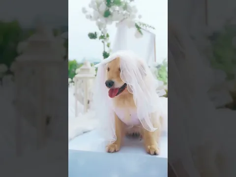 恭喜我家虎子，從今以後再也不是單身狗啦～#狗界暖男金毛路虎結婚啦 #金毛路虎