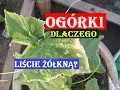 Download Lagu OGÓRKI - DLACZEGO LIŚCIE ŻÓŁKNĄ I JAK TEMU ZAPOBIEC?