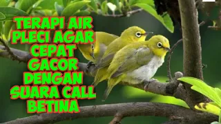 Download Terapi Air pleci + pleci betina call memancing pleci jantan nembak dan gacor MP3