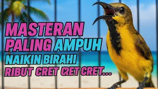 pancingan sogon bahan gacor naikin birahi sogon macet