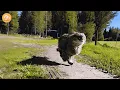 Download Lagu She Runs Like the Wind: Rakar Katen the Cat Who Can’t Stop Winning Download Lagu She Runs Like the Wind: Rakar Katen the Cat Who Can’t Stop Winning
