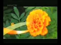Adzan Subuh MNCTV (Previously TPI) (2010)