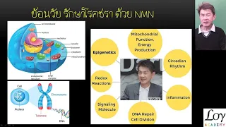 ไมโทคอนดริยาทำหน้าที่อะไรในเซลล์ และทำไมการเสื่อมของมันจึงทำให้ร่างกายอ่อนแรงลง?