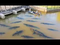 Download Lagu Would You Fish In This Canal? Gators Everywhere! (Catfish Catch and Cook)