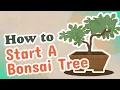 How to Start A Bonsai Tree