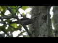 Download Lagu Stripe- throated Yuhina (Yuhina gularis)- Calling