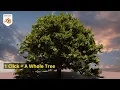 Best Tree Generator for Blender And It s FREE MTree addon